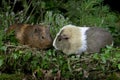 Guinea Pig, cavia porcellus on green Royalty Free Stock Photo