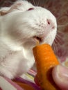 Guinea pig Cavia porcellus eats a carrot. White cavy with red eyes. Royalty Free Stock Photo