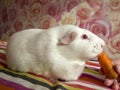 Guinea pig Cavia porcellus eats a carrot. White cavy with red eyes. Royalty Free Stock Photo