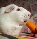 Guinea pig Cavia porcellus eats a carrot. White cavy with red eyes. Royalty Free Stock Photo