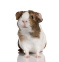 Guinea pig, Cavia porcellus, in front of white background Royalty Free Stock Photo