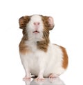 Guinea pig, Cavia porcellus, in front of white background Royalty Free Stock Photo