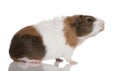 Guinea pig, Cavia porcellus, in front of white background Royalty Free Stock Photo