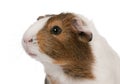 Guinea pig, Cavia porcellus, in front of white background