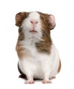 Guinea pig, Cavia porcellus, in front of white background Royalty Free Stock Photo