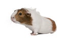 Guinea pig, Cavia porcellus, in front of white background Royalty Free Stock Photo