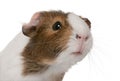 Guinea pig, Cavia porcellus, in front of white background Royalty Free Stock Photo