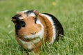 Guinea pig Cavia porcellus