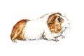 Guinea pig  Cavia porcellus parti-colored side view, hand painted watercolor Royalty Free Stock Photo