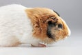 Guinea pig Cavia porcellus