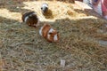 Guinea pig cavia porcellus is a popular pet.