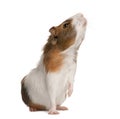Guinea pig, Cavia porcellus, sniffing Royalty Free Stock Photo