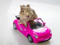 Guinea pig or cavia sitting in pink car