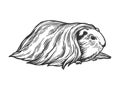 Guinea pig cavy animal engraving vector