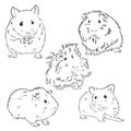Guinea pig or Cavy inky hand drawn sketch vector illustration, Guinea pig vector sketch illustration