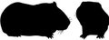 Guinea Pig Cavy Silhouette