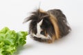 Guinea pig chewing green salad leaf at home - animals food and domestic pets concept Royalty Free Stock Photo