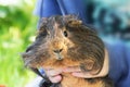 Guinea pig in child's hands, close up Royalty Free Stock Photo