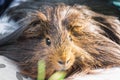 Guinea pig in child's hands, close up Royalty Free Stock Photo