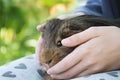 Guinea pig in child& x27;s hands, close up Royalty Free Stock Photo