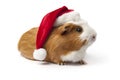 Guinea Pig with Christmas hat Royalty Free Stock Photo