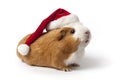 Guinea Pig with Christmas hat Royalty Free Stock Photo
