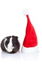 Guinea pig and a christmas hat Royalty Free Stock Photo