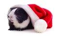 Guinea pig and Christmas hat Royalty Free Stock Photo