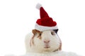 Guinea pig in christmas hat Royalty Free Stock Photo