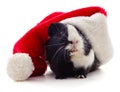 Guinea pig and Christmas hat Royalty Free Stock Photo