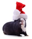 Guinea pig and Christmas hat Royalty Free Stock Photo