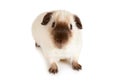 Guinea pig close-up Royalty Free Stock Photo