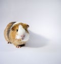 Sweet, cute guinea pig in close view, closeup shot. Brown, white, curious  pet, guinea pig, white background Royalty Free Stock Photo