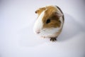Sweet, cute guinea pig in close view, closeup shot. Brown, white, curious  pet, guinea pig, white background Royalty Free Stock Photo