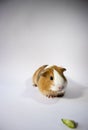 Sweet, cute guinea pig eats cucumber in close view, closeup shot. Brown, white, curious  pet, guinea pig, white background Royalty Free Stock Photo