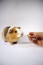 Woman feed sweet, cute guinea pig eats cucumber in close view, closeup shot. Brown, white, curious pet, white background Royalty Free Stock Photo