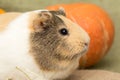 Guinea pig closeup Royalty Free Stock Photo