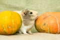 Guinea pig closeup Royalty Free Stock Photo