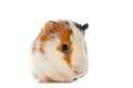 Guinea pig closeup isolated Royalty Free Stock Photo