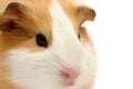 Guinea pig closeup over white Royalty Free Stock Photo