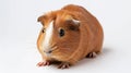 guinea pig closeup shot over white. Generative Ai Royalty Free Stock Photo