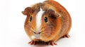 guinea pig closeup shot over white. Generative Ai Royalty Free Stock Photo