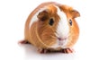 guinea pig closeup shot over white. Generative Ai Royalty Free Stock Photo