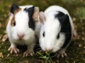 Guinea pig closeup