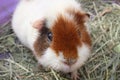 Guinea Pig Royalty Free Stock Photo