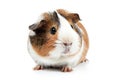 Guinea pig depicted in high detail on a pristine white background