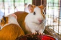 Guinea pig Royalty Free Stock Photo