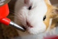 Guinea pig drinks water from a drinking bowl Royalty Free Stock Photo