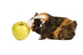 Guinea pig eating an apple Royalty Free Stock Photo