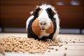 guinea pig eating from a built-in cage feeder filled with pellets Royalty Free Stock Photo